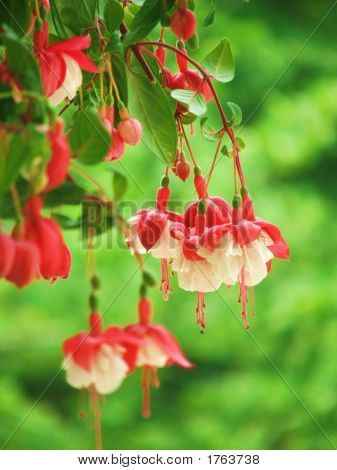 ดอกไม้สีแดง และสีขาว 2