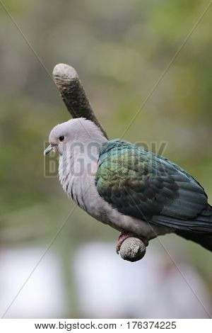 The Emerald Dove Green Winged
