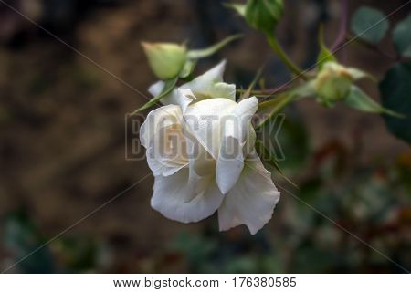 Early morning beautiful rose flower garden, dew on roses with awesome colors and verity with closes look, around 50 of verity of roses in this garden in New Delhi, India