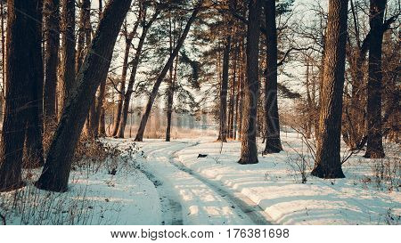 Winter landscape - frosty forest in the sunny evening. Tranquil winter nature in sunlight.