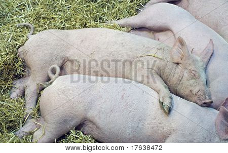 babys de suínos