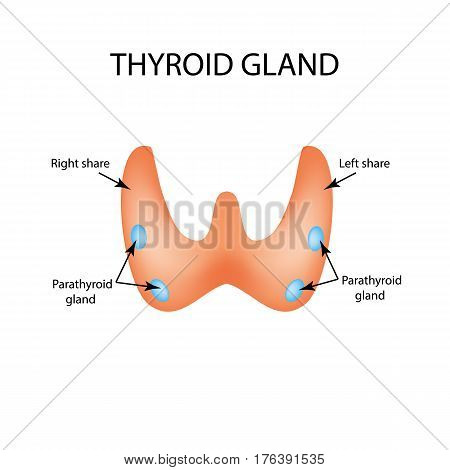 Anatomical structure of the thyroid and parathyroid gland. Infographics. Vector illustration on isolated background.