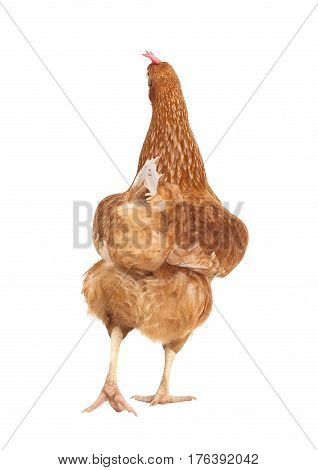 rear view full body of brown chicken hen isolate white background