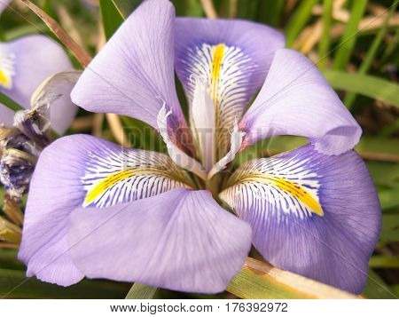 A lush purple flower with ornate pattern.