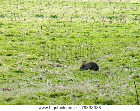 A peaceful rabbit grazes on a field in the distance.