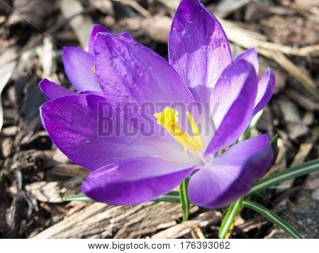 A gorgeous close-up macro of a purple flower with a yellow centre.