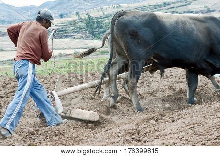 Sharecropper plowing a field for potatoes. October 18 2012 - Maras Urubamba Valley Peru