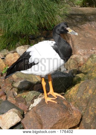 Magpie_goose2