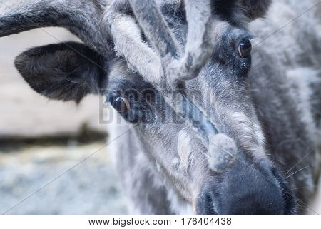 Close up of a Reindeer Ketchikan Alaska