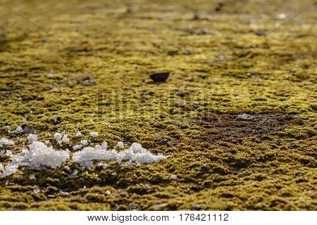 Moss on the asphalt. Moss in the sun. Lichen on the ground. Moss for background.