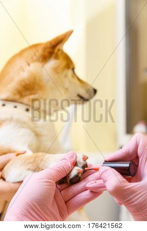 Shiba Inu dog an appointment at the beautician in a beauty salon. Close up.