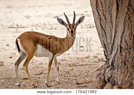 Dorcas gazelle (Gazella dorcas) inhabits nature desert reserve near Eilat, Israel