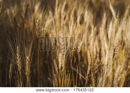 Sunny wheat field. Vintage look. Rurual landscape