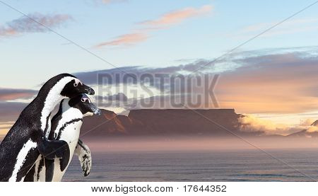 Pinguini a città del capo