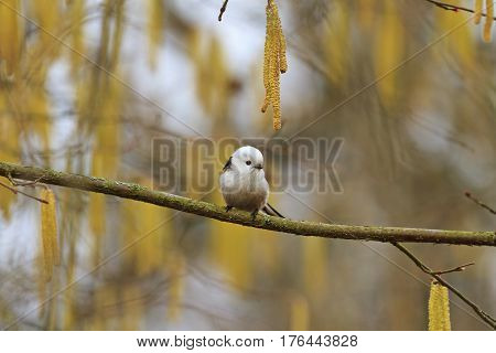 cute fluffy bird in spring forest, wild birds, wild birds, the little white bird, nice muzzle