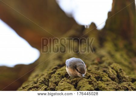 nuthatch on the trunk of an oak in the cortex looking for food, wild bird, forest bird, the bird in search of food in the spring