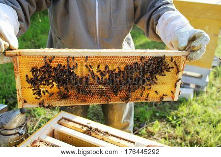 Beekeeper holds frame with honeycomb out of beehive