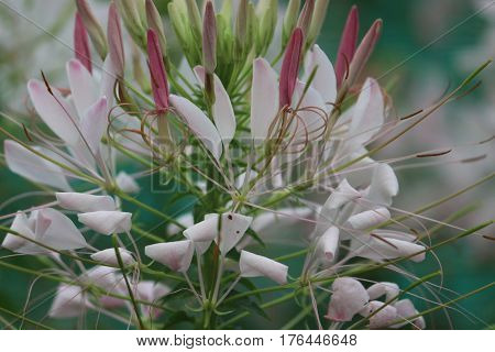 colorful Cleome flower and  buds in the garden