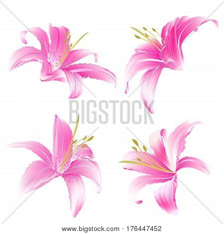 Spring flowers Lily pink Daylily vector illustration