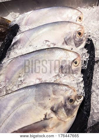 Silver Pomfret Fish