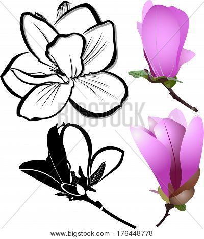 decoration of few magnolia flowers. pink magnolia flower isolated on white background. Magnolia. Magnolia flower