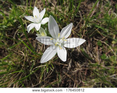 Star of Bethlehem flowers ( Ornithogalum umbellatum )