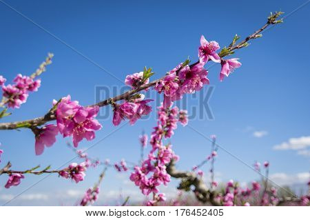 Blossoming peach tree in Aitona, a beautiful town in Catalonia, Spain. Flowers sprout during the spring and the landscape is transformed. The fields flowered transmit sensations positive and of hope.