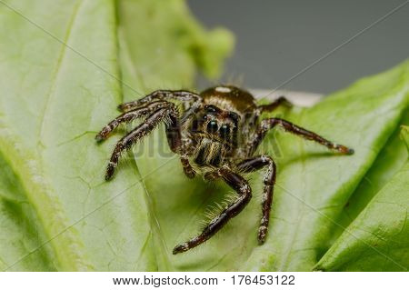 Lovely insect on leaf with green wilt