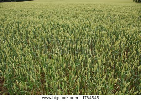 Grainfield