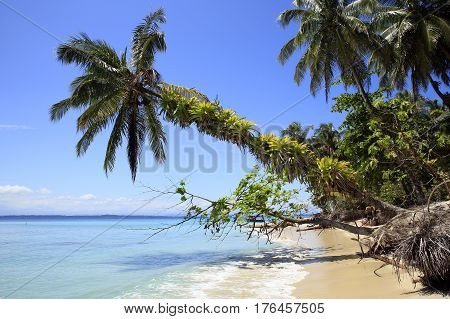 Tropical Beach of Zapatilla Sur. Bocas del Toro Panama