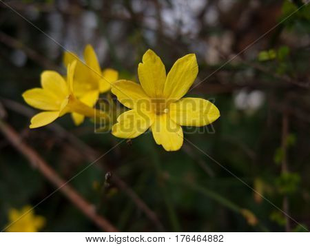yellow flower close up at day time