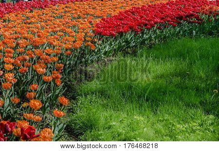 Many buds of red and orange blossoming tulips on the background of bright green grass