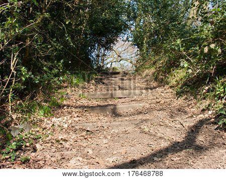 Beautiful Pathway WIth Stairs RIsing Through trees