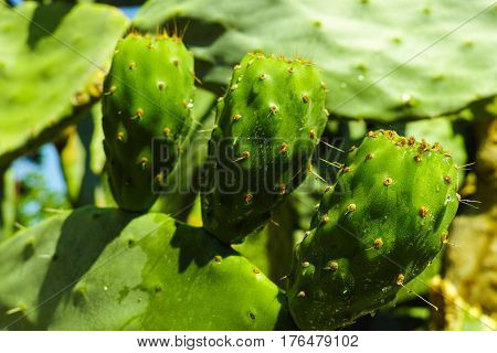 Edible cactus prickly pear opuntia with unripe fruits