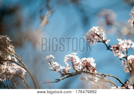 Springtime In The Garden With Cherry Blossom