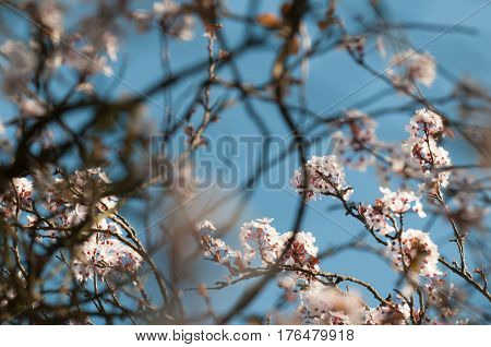 Springtime In The Garden With Cherry Blossom