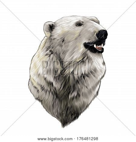 the head of the polar bear profile looking to the side sketch graphics vector color drawing