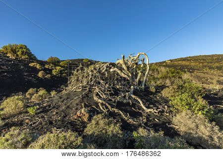Volcanic Landscape In Lanzarote, Timanfaya National Park