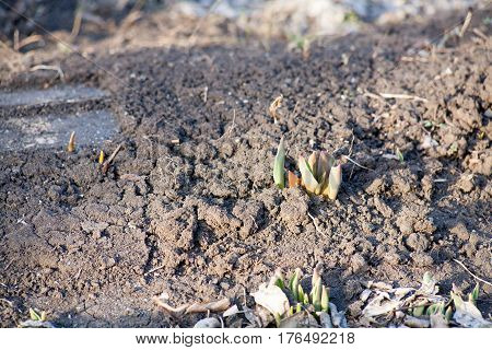 The first spring shoots of tulip flowers growing out of the earth on the bed