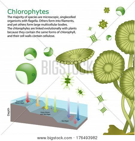 underwater green Algae seaweed deep elements vector