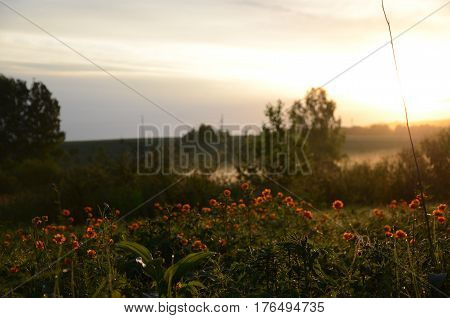 thick morning fog in the summer forest. thick morning fog in the forest at pond. Morning landscape in summer thick fog.dense fog in the morning. early morning. forest hiding in the fog.orange flowers