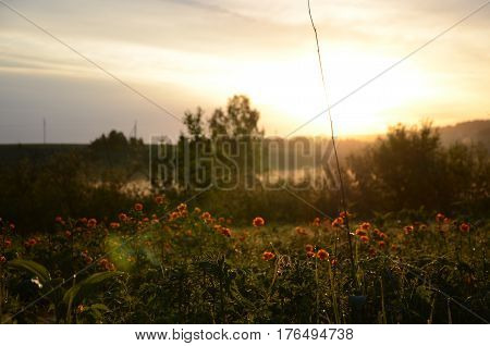 thick morning fog in the summer forest. thick morning fog in the forest at pond. Morning landscape in summer thick fog.dense fog in the morning. early morning. forest hiding in the fog.orange flowers