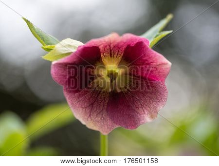 Lenten rose (Helleborus orientalis) purple flower. Late winter flower of perennial plant in buttercup family (Ranunculaceae) native to Greece and Turkey