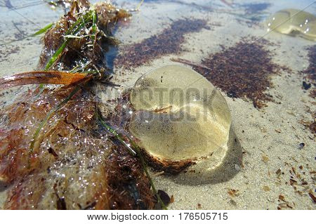 Conical sea snail egg sac jellyfish crescent in beach water with seaweed