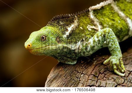 Fijian Crested Iguana (brachylophus Vitiensis) On Viti Levu Island, Fiji