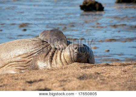 Ruhe-Dichtung am Strand von Halbinsel Valdez in Argentinien