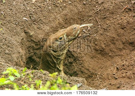 Portrait Of Komodo Dragon Digging A Hole On Rinca Island In Komodo National Park, Nusa Tenggara, Ind