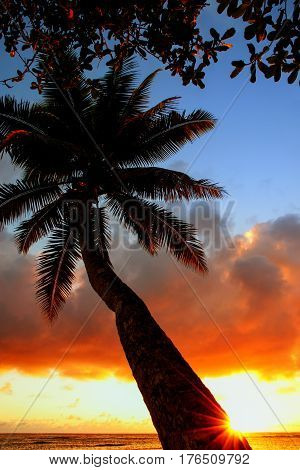 Leaning Palm Tree At Sunrise In Lavena Village On Taveuni Island, Fiji