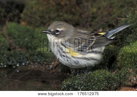 A male Yellow-rumped Warbler, Setophaga coronata drinking from a pond in the forest