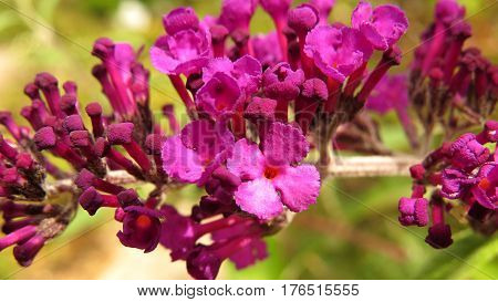 Butterfly Bush Buddleja Buddleia Purple flowers in bloom in garden